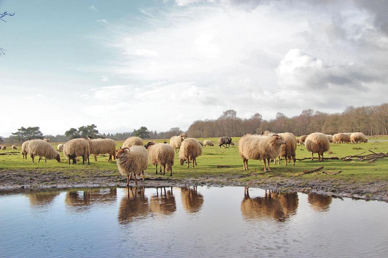 Prive In Een Bosrijke Omgeving Welkom Bij Gastenverblijf Het Ontsnapte Schaap In Jubbega Ngoại thất bức ảnh